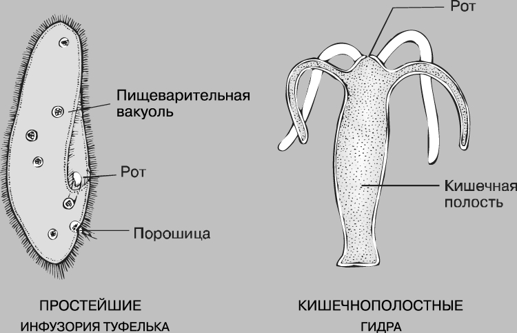 Пользователь не найден при входе на кракен